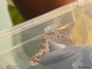 Snake reptiles Hognose snake for sale - Advert 5
