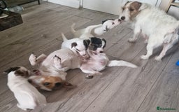 Jack Russell dogs for sale: 🐶🐶 Beautiful jack russell puppies 🐶🐶 - Image 6