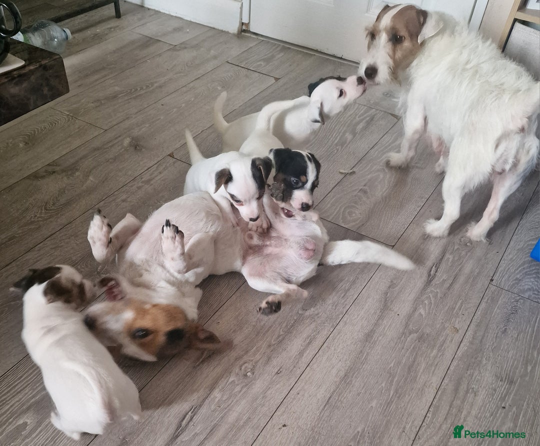 Jack Russell dogs for sale: 🐶🐶 Beautiful jack russell puppies 🐶🐶 - Image 6