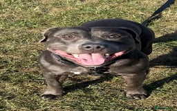 Staffordshire Bull Terrier dogs for stud: 💙Blue Staffordshire Bull Terrier Stud💙 - Image 3