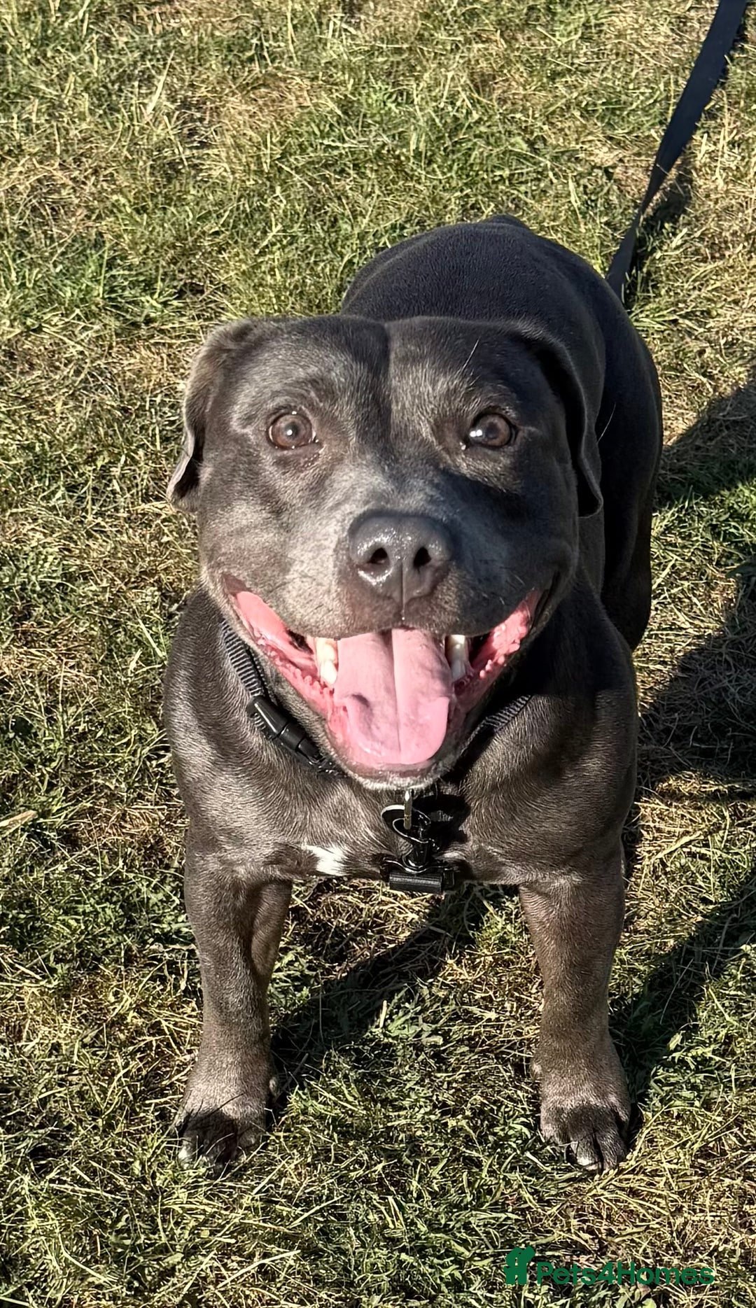 Staffordshire Bull Terrier dogs for stud: 💙Blue Staffordshire Bull Terrier Stud💙 - Image 3