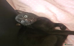 Mixed Breed cats for sale: Fluffy Female Kitten 10 weeks old  - Advert 8