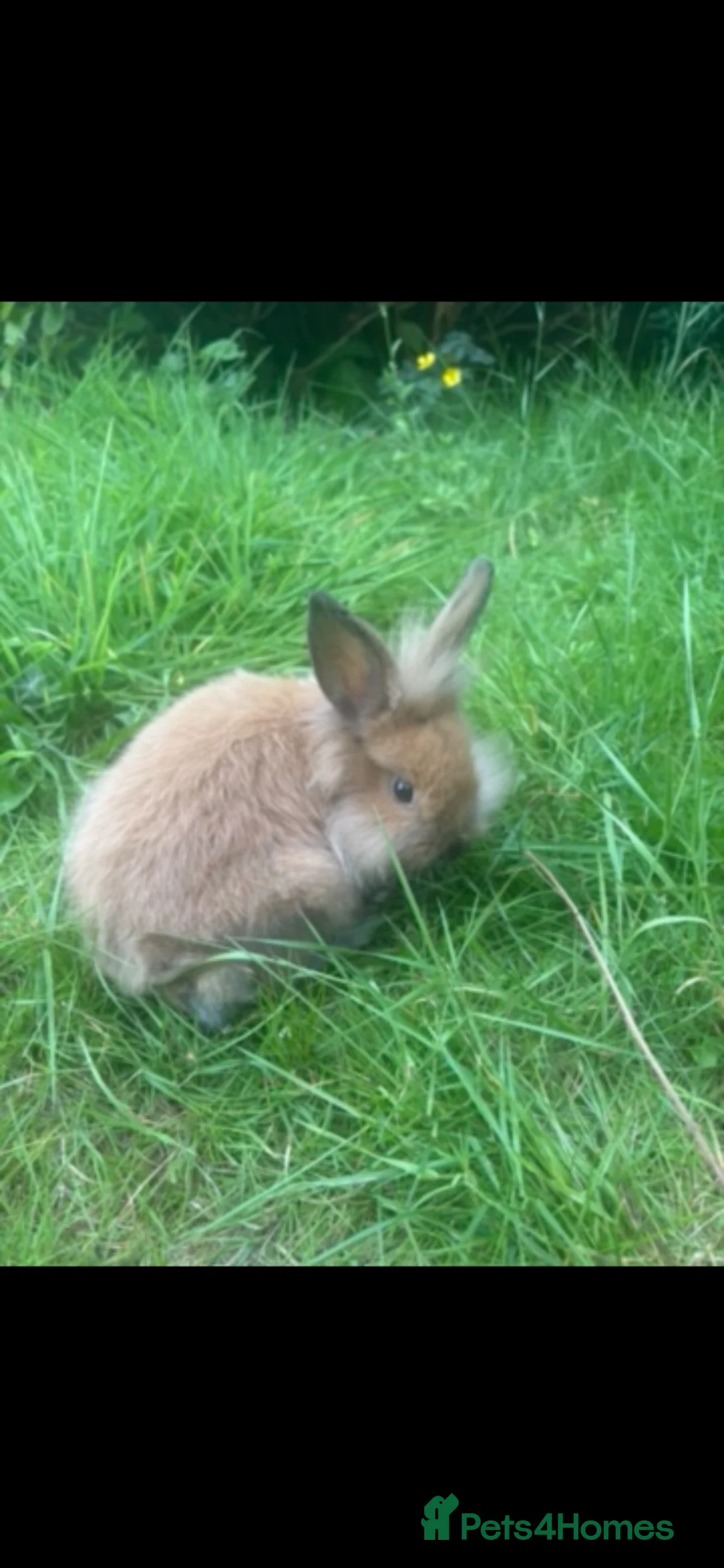Mini Lop rabbits for sale: Beautiful 5-Month-Old Mini Lop Rabbit in Carlisle - Advert 1