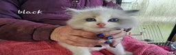 Ragdoll cats for sale: Stunning pure Ragdolls  - Advert 5