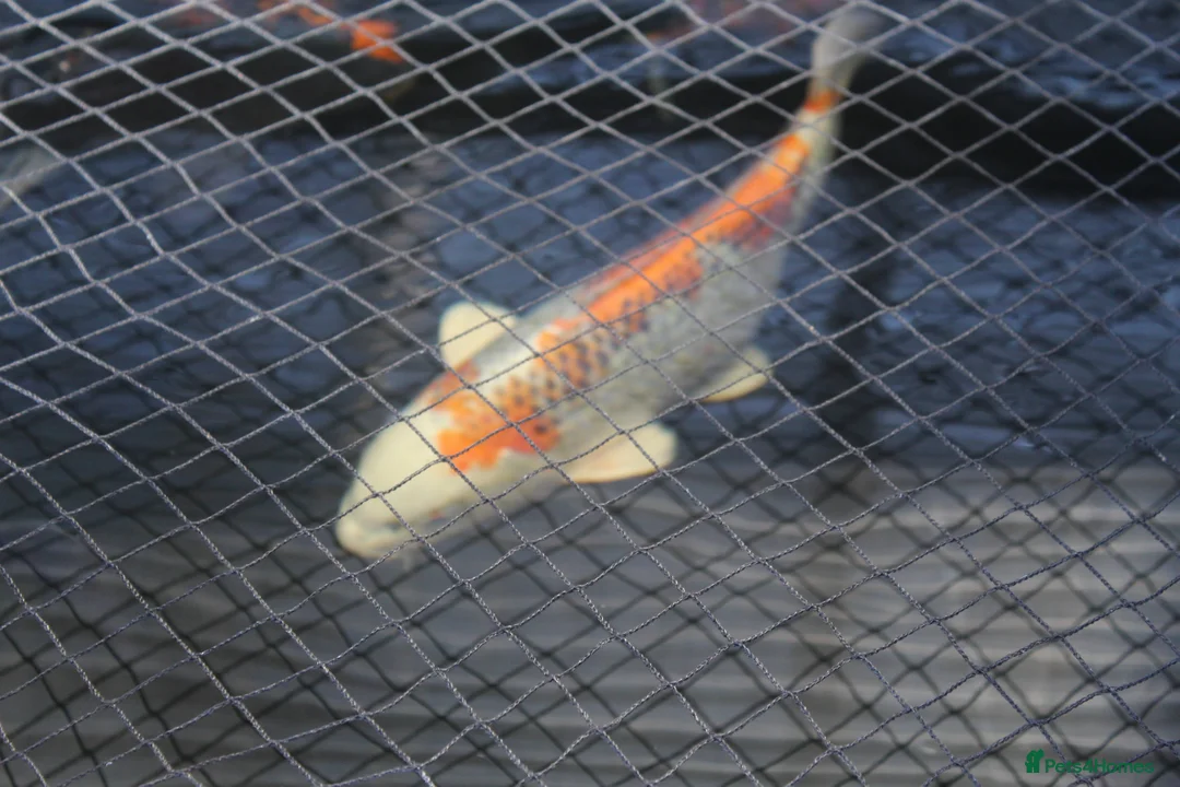 Koi Carp fish for sale: Koi carp - Advert 2