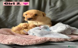 Labrador Retriever dogs for sale: 🐶 8 Gorgeous KC Labrador Puppy’s 🐶 - Image 6