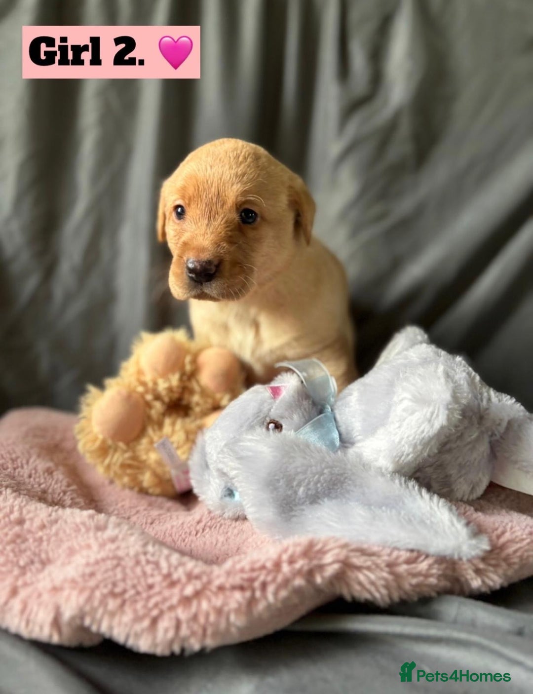 Labrador Retriever dogs for sale: 🐶 8 Gorgeous KC Labrador Puppy’s 🐶 - Image 6