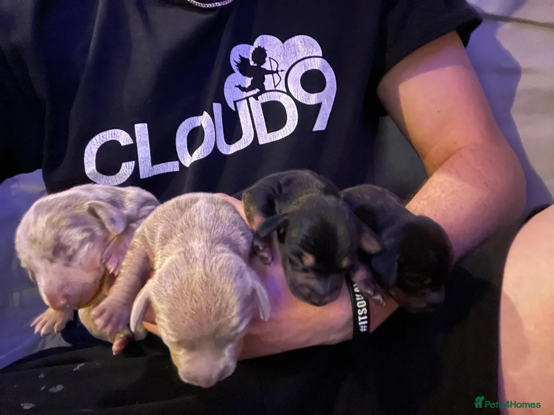 Miniature Dachshund dogs for sale: Miniature dachshund  - Advert 1