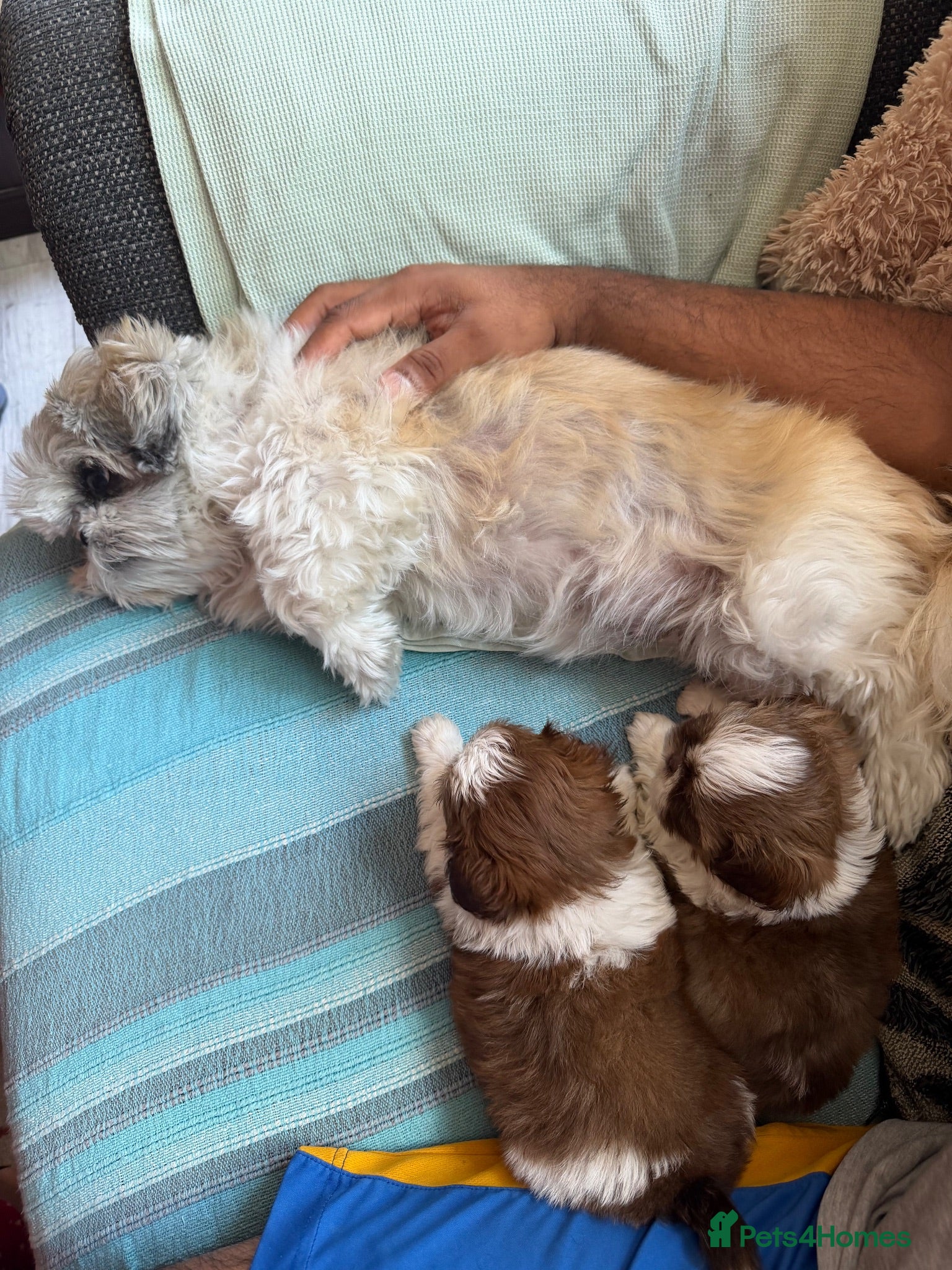 Shih Tzu dogs Highly Pedigreed Pure Breed Shih Tzu Puppies - Advert 1