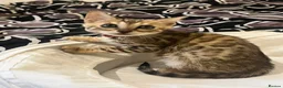 Bengal cats for sale: 🐆 Exceptional F5Bengal Kittens EgyptianBloodline  - Advert 8