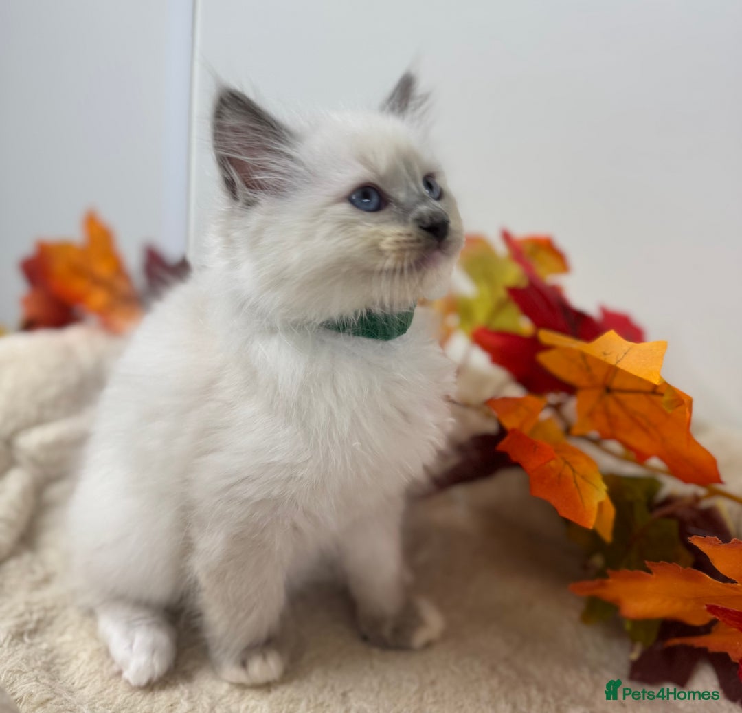 Ragdoll cats for sale: Adorable Ragdoll Kittens - GCCF registered - Image 9