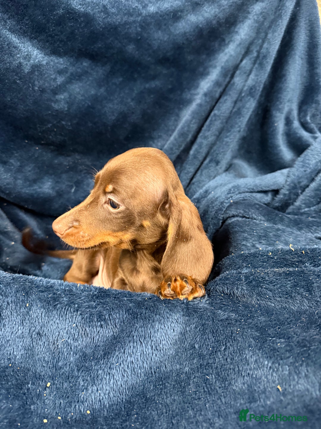 Dachshund dogs for sale: Dachshund Puppies - Image 4