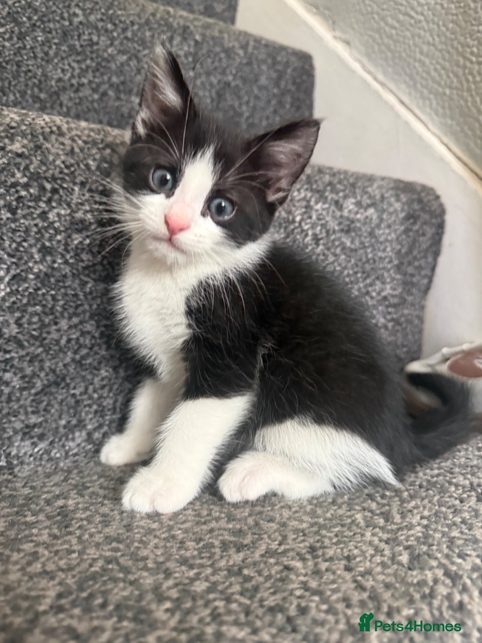 Maine Coon cats for sale: Mixed maine coon kittens - Advert 1