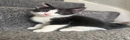 Maine Coon cats for sale: Mixed maine coon kittens - Advert 1