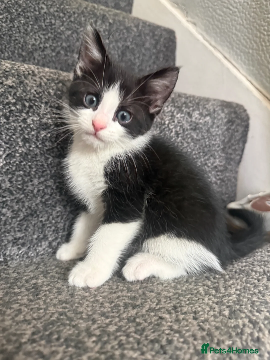 Maine Coon cats for sale: Mixed maine coon kittens - Advert 1