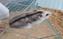 Hamster rodents for sale: Male hamster  - Advert 1