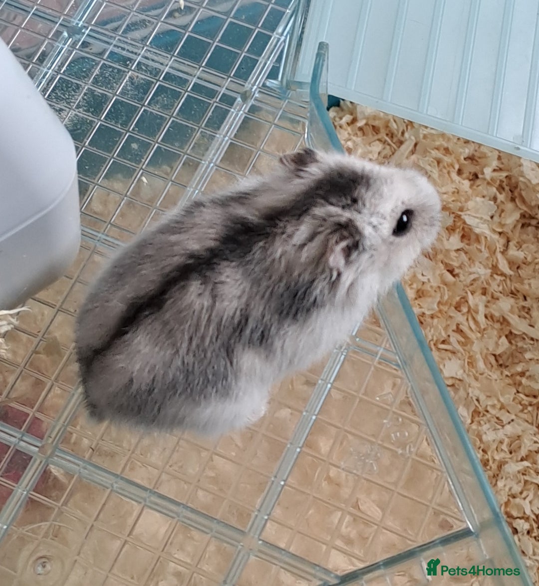 Hamster rodents for sale: Male hamster  - Advert 1