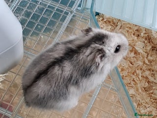 Hamster rodents for sale: Male hamster - Advert 1