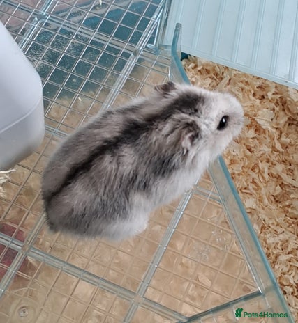 Hamster rodents Male hamster - Advert 1