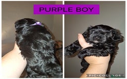 Shorkie dogs for sale: Shorkie puppies  - Image 6