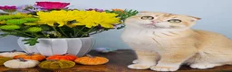 British Shorthair cats for sale: Rehoming  - Advert 22
