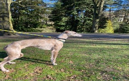 Whippet dogs for sale: Whippet/bedlington + whippet/collie - Image 12