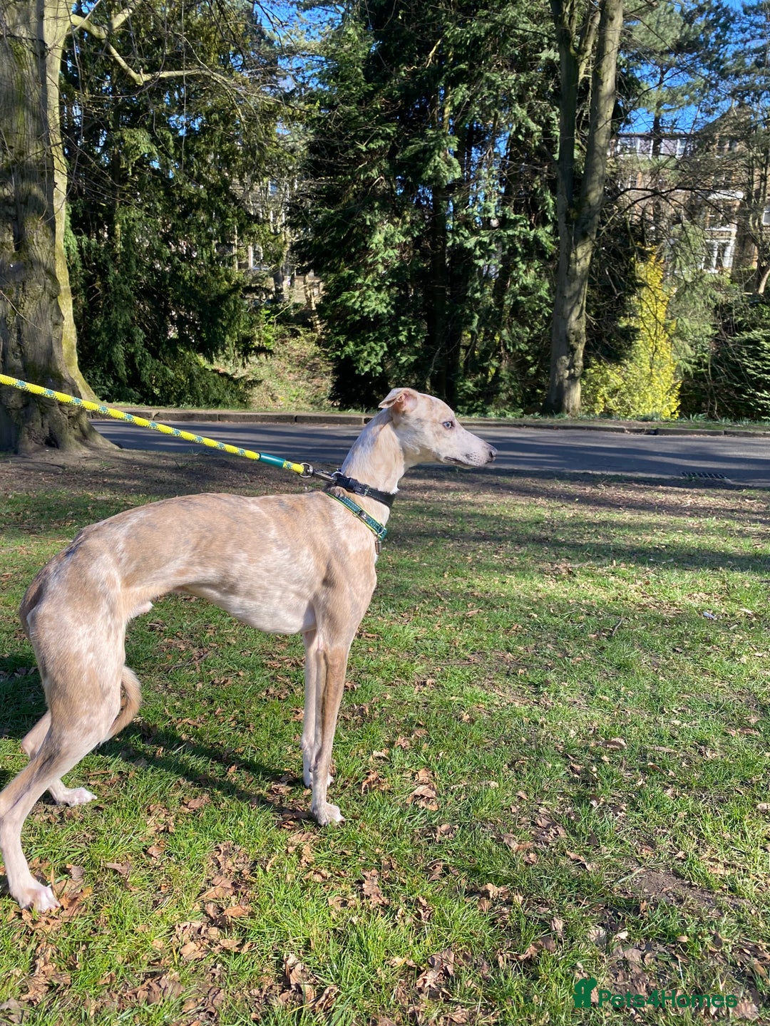 Whippet dogs for sale: Whippet/bedlington + whippet/collie - Image 12