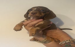 Dachshund dogs for sale: Miniature chocolate dachshund  - Image 3