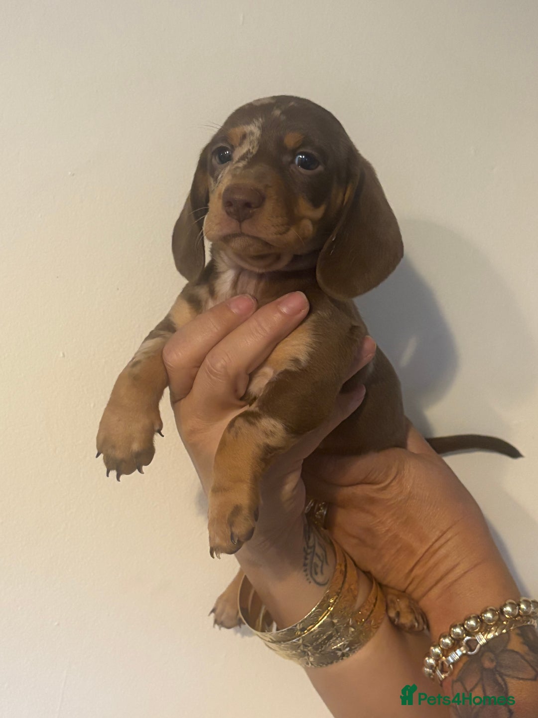 Dachshund dogs for sale: Miniature chocolate dachshund  - Image 3