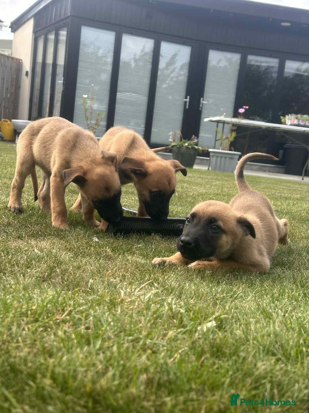 Belgian Shepherd Dog dogs for sale: KC registered Belgian Malinois Puppies - Image 7