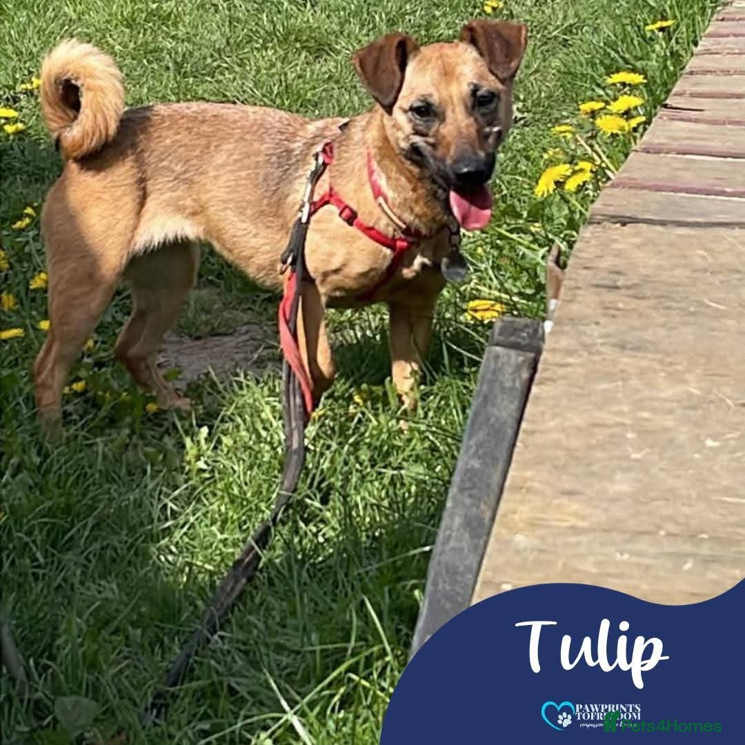 Mixed Breed dogs Meet Tulip, currently residing in Surrey - Advert 1