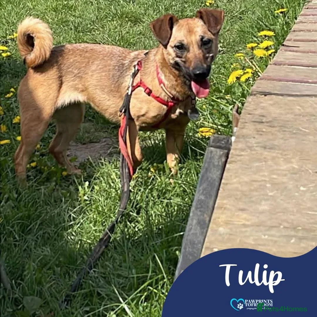 Mixed Breed dogs for adoption: Meet Tulip, currently residing in Surrey in Guildford - Advert 1