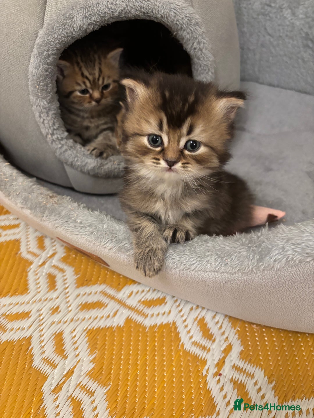 British Shorthair cats for sale: British Shorthair boys  - Advert 10