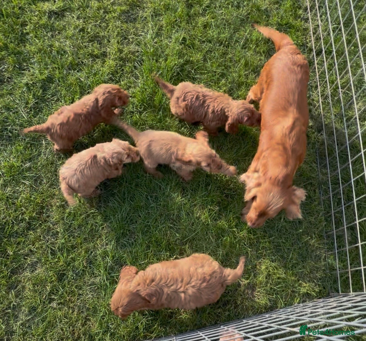 Cockapoo dogs Adorable F1 Cockapoo Puppies - Advert 1