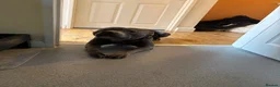 Staffordshire Bull Terrier dogs for sale: Monty (Blue staffy) in Maidenhead - Advert 6