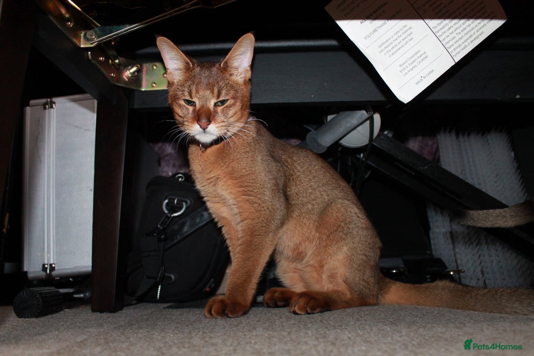 Chausie cats for sale: Three Stunning Chausie Kittens – Royal Chausie Cat - Image 2
