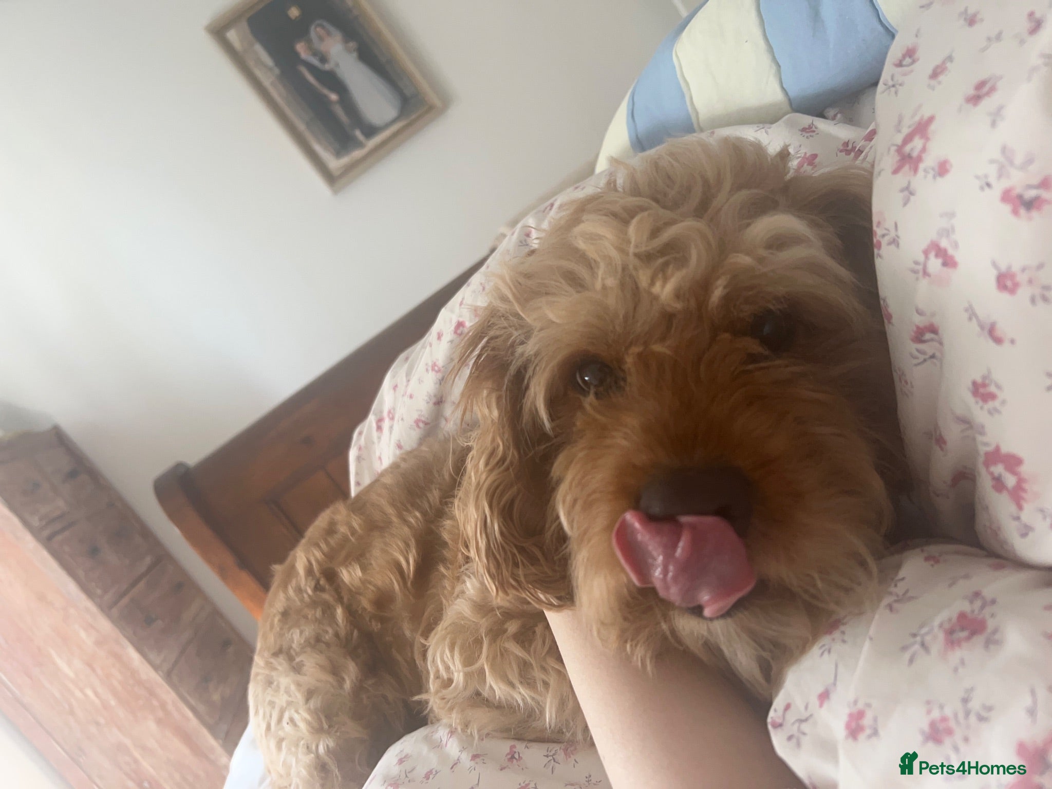 Cavapoo dogs Cavapoo for stud - Advert 9