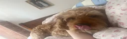 Cavapoo dogs for stud: Cavapoo for stud in Bury Saint Edmunds - Advert 1