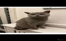 British Shorthair cats for sale: 4 lovely kittens - Image 19