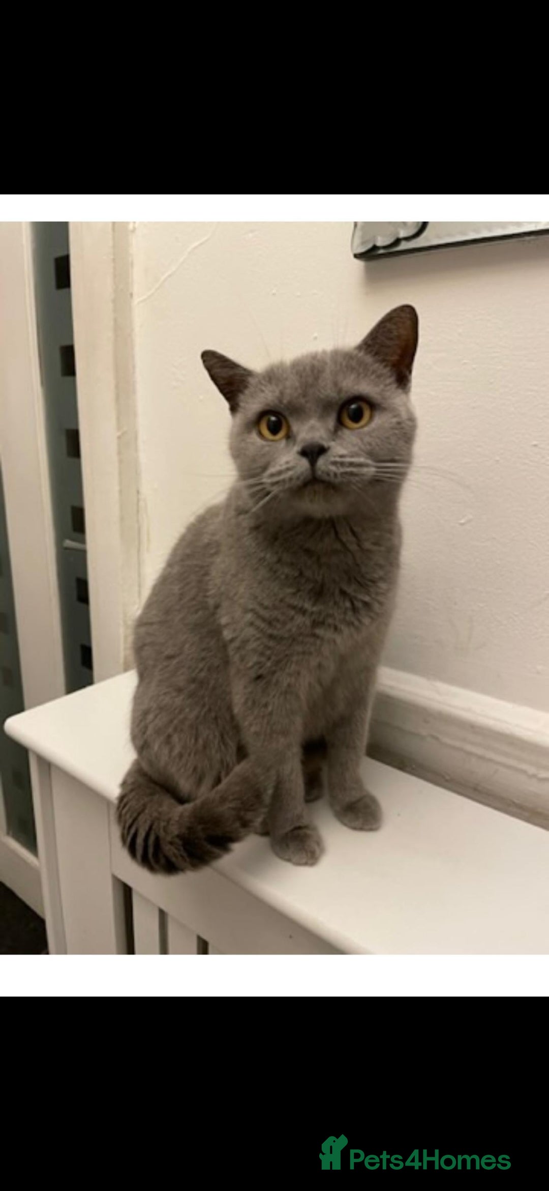 British Shorthair cats for sale: 4 lovely kittens - Image 19