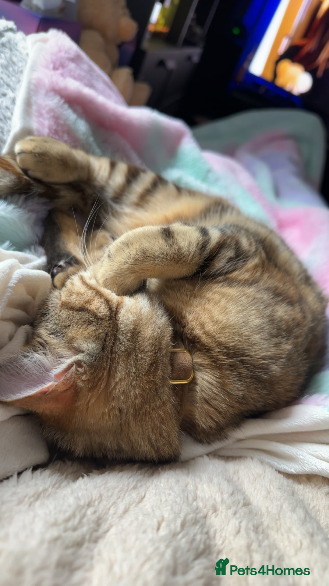 British Shorthair cats for sale: Whiskey - British Shorthair for sale - Advert 11