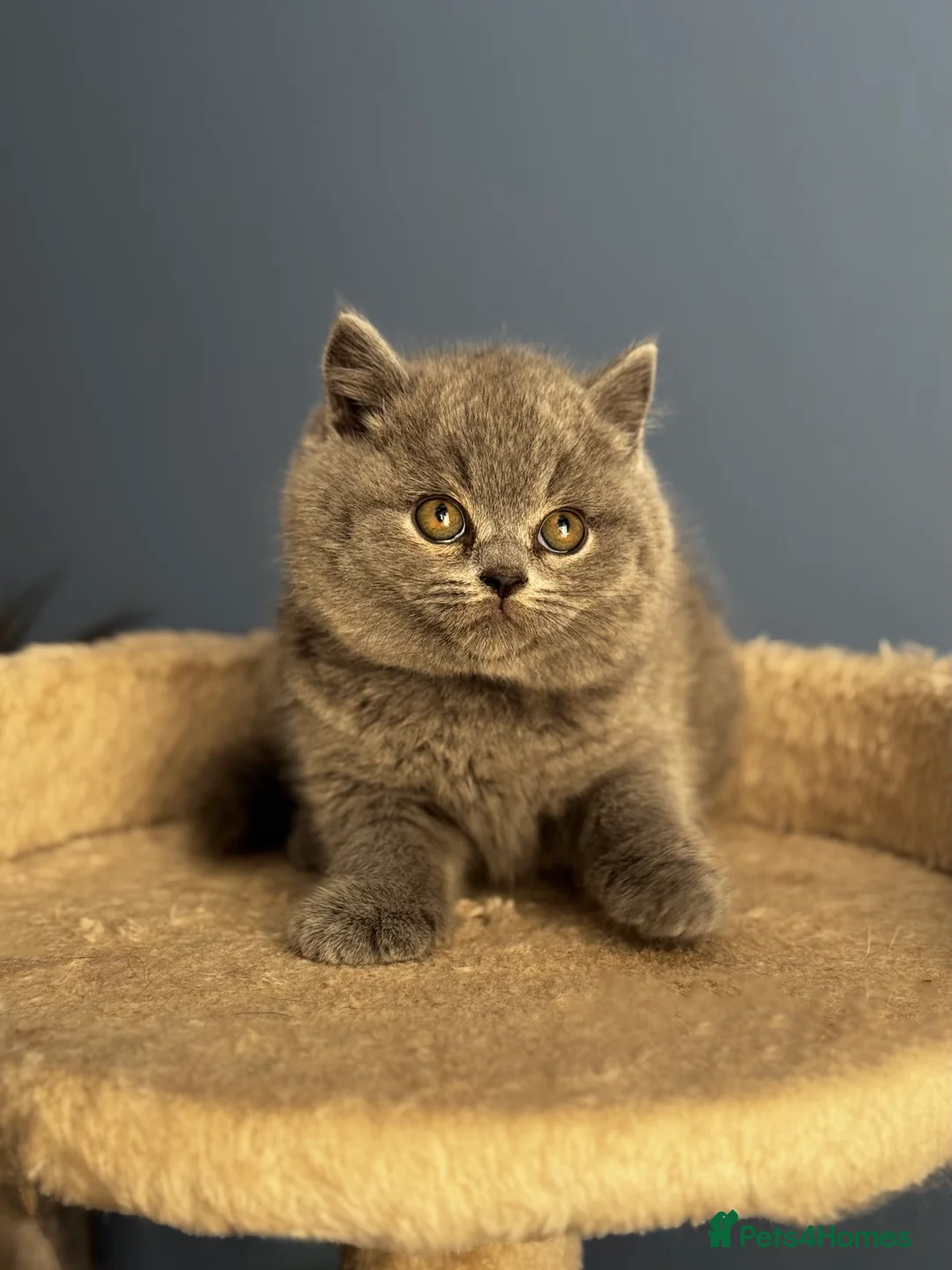 British Shorthair cats for sale: *READY SOON* BRITISH SHORTHAIR KITTENS🐱🩶 - Advert 3
