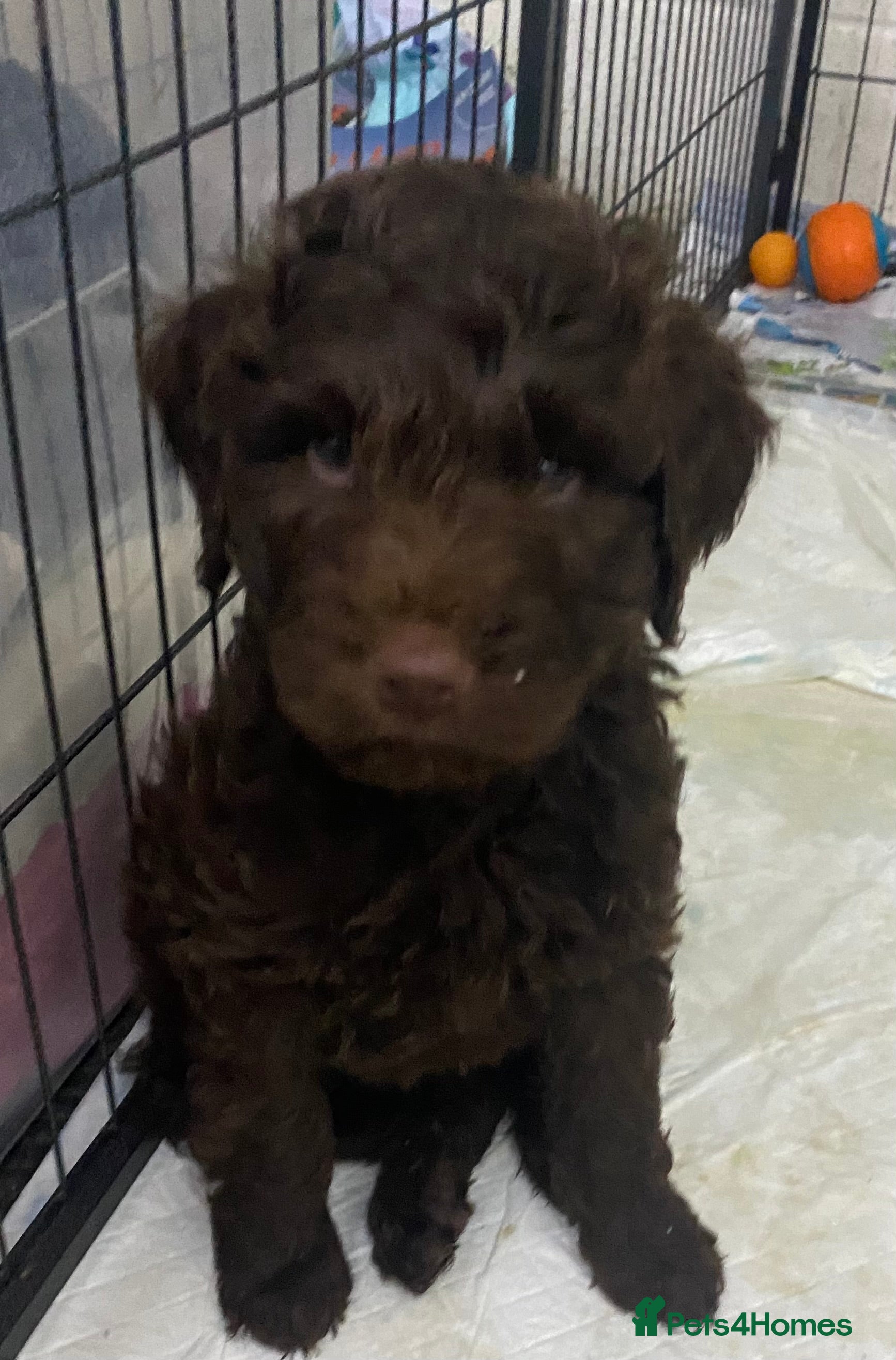 Labradoodle dogs for sale: LAST 3 LARGE PREMIUM MULTIGEN DOUBLE DOODLES 🐾🐾 - Advert 4