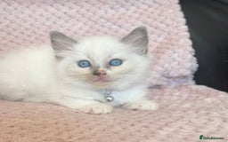 Ragdoll cats for sale: Affectionate, Cuddly, Playful Kittens - Image 20
