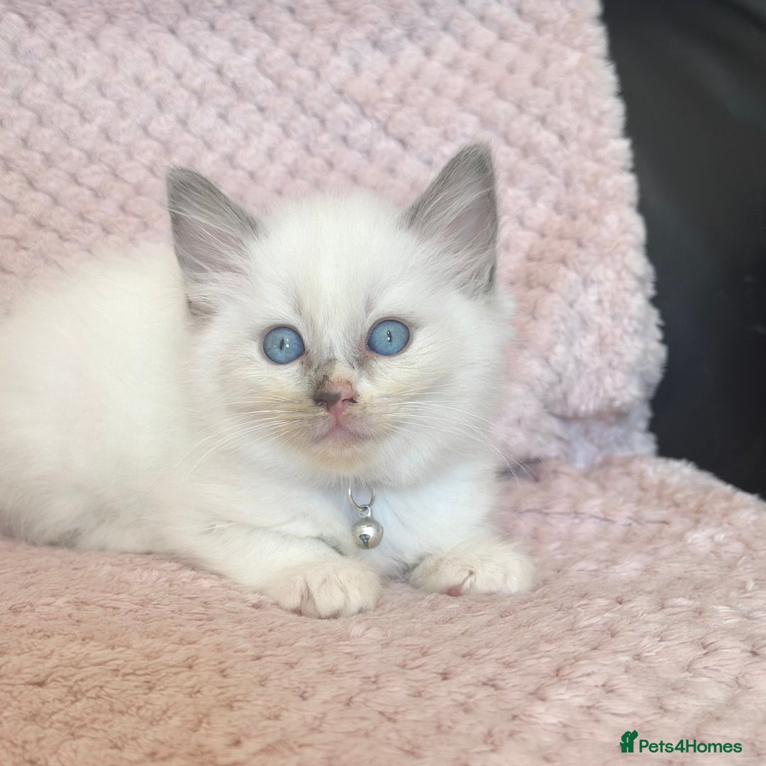 Ragdoll cats for sale: Affectionate, Cuddly, Playful Kittens - Image 20