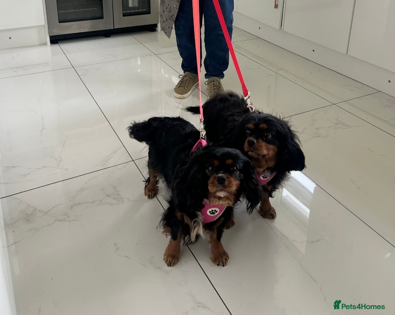 Cavalier King Charles Spaniel dogs Bonded sisters  - Advert 18