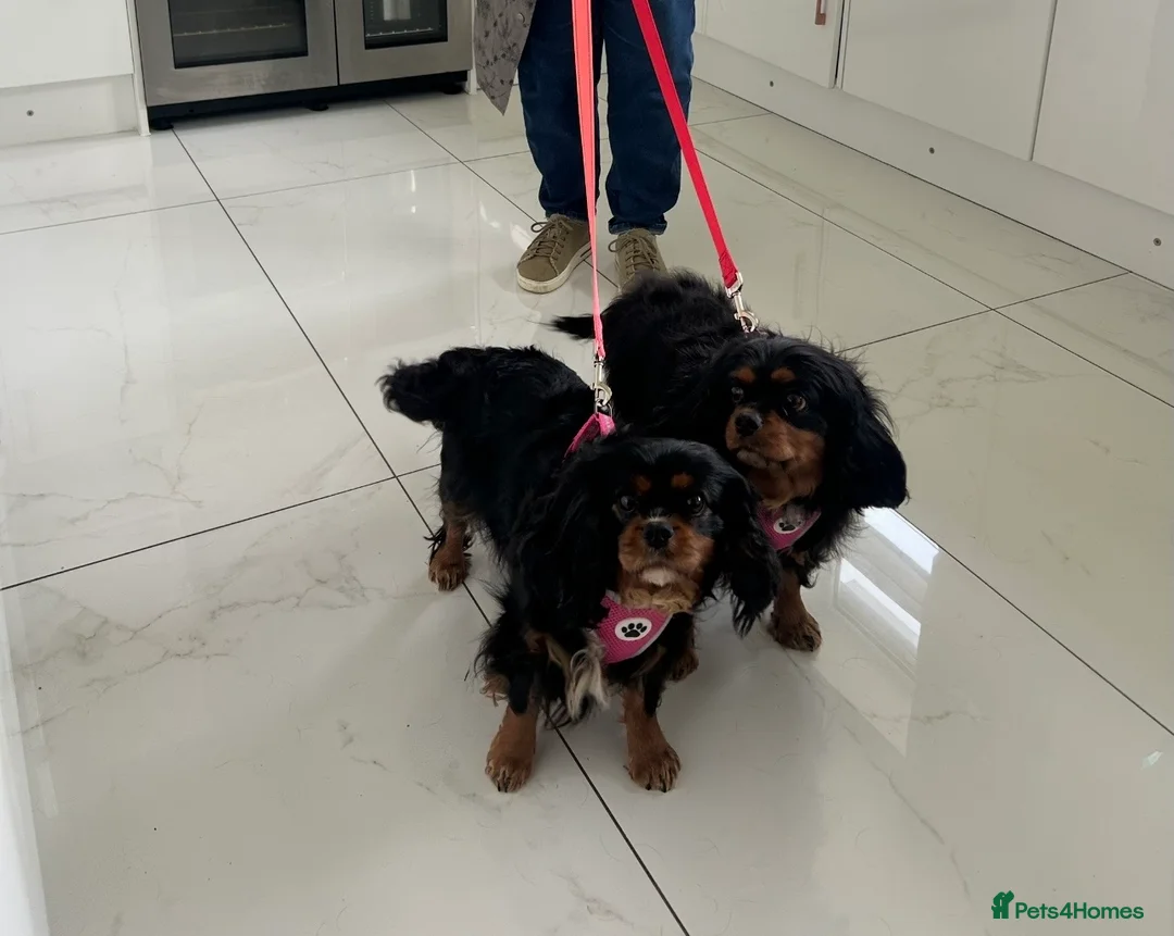 Cavalier King Charles Spaniel dogs for sale: Bonded sisters  - Advert 1
