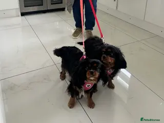 Cavalier King Charles Spaniel dogs Bonded sisters - Advert 18