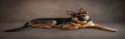 German Shepherd dogs for stud: Harvonock's King Koda @ stud - Advert 14