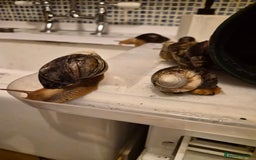 Snails invertebrates for sale: Giant African Land Snails  - Image 4